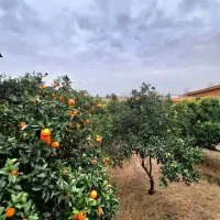 ویلاباغ 2500مترسندتکبرگ پروانه پایانکار فریدونکنار|فروش خانه و ویلا|آستانه سرا, |دیوار