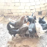 جوجه مرغ رسمی