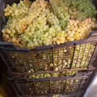 انگور بیدانه باغ خودمون
