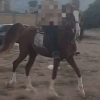 فروش اسب