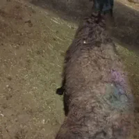 یک عدد بره نر چاق  مناسب برای قربانی و عروسی و|حیوانات مزرعه|خواجه, |دیوار