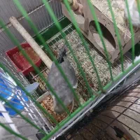 عروس هلندی نر سخنگو|پرنده|ری, فیروزآبادی|دیوار