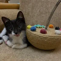 واگذاری بچه گربه سه ماهه ماده|گربه|لاهیجان, قیام|دیوار