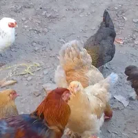 مرغ برهمان|حیوانات مزرعه|مرند, |دیوار