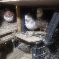 کبوتر الماسی
