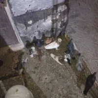 فروش تعداد کفتر|پرنده|مرودشت, استادیوم|دیوار