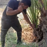 باغبانی و شخم با تیلر|خدمات باغبانی و درختکاری|آبادان, |دیوار