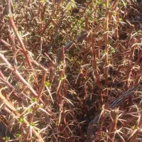 نهال های با کیفیت و اصلاح شده لیبل دار|خدمات باغبانی و درختکاری|مشهد, بهشت|دیوار