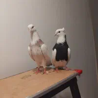 کبوتر نروماده‌طوقی