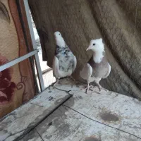 کفتر طوقی. و کیلومتری جوجه|پرنده|اردکان, |دیوار