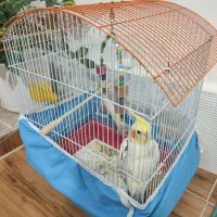 عروس هلندی نر