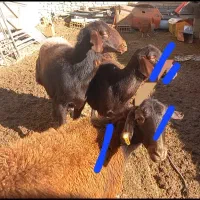 گوسفندشیشک