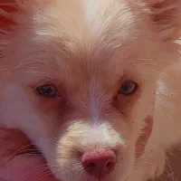 پامر رباهی خرسی|سگ|زابل, |دیوار