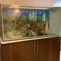 اکواریوم|ماهی|رشت, کوی جام جم|دیوار