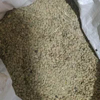 1تن عدس تمیز و درشت فروشی