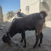 بزپر گوشت چاق