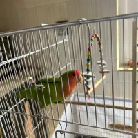 طوطی برزیلی خانگی وسالم