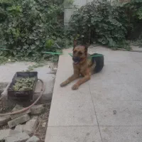 ژرمن ماده اصل|سگ|ورامین, خیر آباد|دیوار