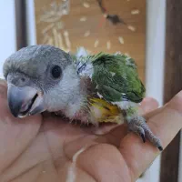 جوجه سنگال سرلاکی