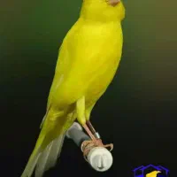 فروش ۲۰ عدد قناری