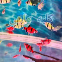 آکواریوم رومیزی/پمپ هوا/واترپمپ آبنما/خوراک ماهی