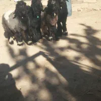 میش  قوچ بره تخمی ترکی اصل|حیوانات مزرعه|کوهرنگ, |دیوار