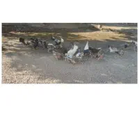 مرغ.محلی|حیوانات مزرعه|منوجان, |دیوار