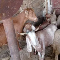 4 عدد بز داشتی درجه یک