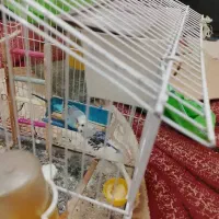 مرغ عشق|پرنده|نسیم‌شهر, |دیوار