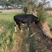 ورزا ۱۰ماهه داشتی مخصوص خانه دار