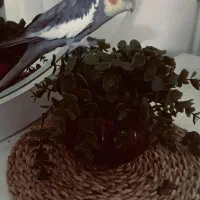 عروس هلندی نر و ماده