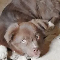 سگ نر اشپیتز-شیتزو