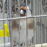 سهره ماده متولد قفس