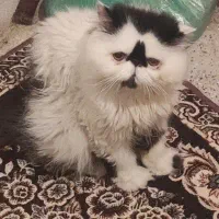 گربه پرشین تمیز واروم شناسنامه دار