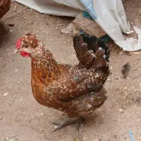 تخم نطفه دار گلین قشقایی و لری اصل
