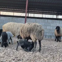 استخدام در دامداری فسا