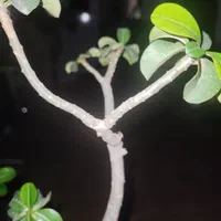 ،تتو کار،،مژه کار کراتین و رنگ