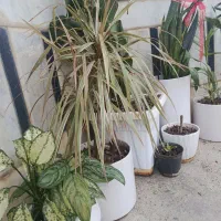 گل و گیاه|گل و گیاه طبیعی|سیمین شهر, |دیوار