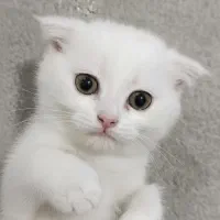 گربه اسکاتیش سفید|گربه|پردیس, فاز ۲|دیوار