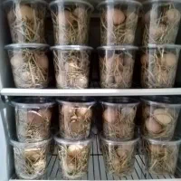 تخم مرغ گلپایگان|خوردنی و آشامیدنی|بهشهر, |دیوار