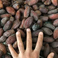 خرمای مجول مراکشی|خوردنی و آشامیدنی|شیراز, میانرود|دیوار