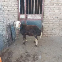 بره قوچ|حیوانات مزرعه|الشتر, |دیوار