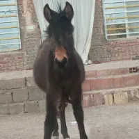 الاغ و جاویه اخوره