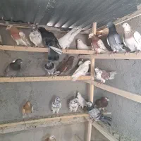 کبوتر انگلیسی و دو رگ کراس