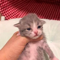 رزرو رزرو گربه بایکالر ژاپنی|گربه|چالوس, |دیوار