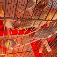 پرنده|پرنده|مشهد, امیرآباد|دیوار