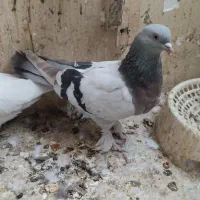 ماده رنگی|پرنده|شیراز, دارالرحمه|دیوار