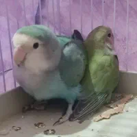 کوتوله برزیلی