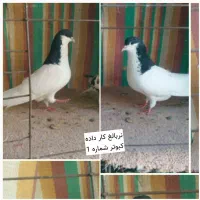 کبوتر طوقی و شهری یال چپ فیروزآباد میمند|پرنده|شیراز, عفیف‌آباد|دیوار