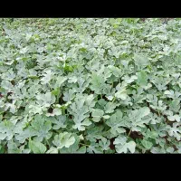 نهال هندوانه